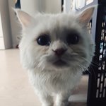 고양이 <b>탱이</b>^^