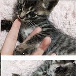 [고양이] 우리집 고양이 세마리 보고가세여 (나옹<b>돌돌</b>뽈뽈)