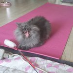 울집 냥이 사진 뿌린당 (<b>화남</b>주의)
