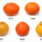 제주 감귤의 <b>종류</b>