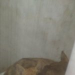 자취방에 찾아온 냥이들 - 2탄 엄마와 아기냥 이야기