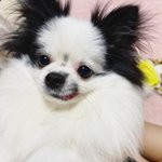 웃는강아지 남달리