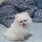 [꼭봐주세요] [내눈엔 <b>포</b><b>메</b>중에 제일이쁨] 겸둥이도레보고가세용