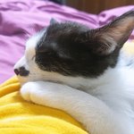 [고양이] 아기고양이 갸우뚱?_?