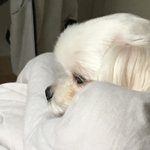 <b>울집</b> 개 콧대 볼사람 ㅜ