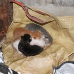[고양이] 시골에 사는 고양이들이에요! 2탄