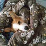우리집 <b>웰시</b>코기 보고갈사람
