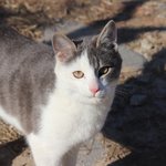 [고양이] <b>시골</b> 사는 고양이들이에요! [부록]