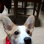 [강아지] 추가))우리집 <b>웰시</b>코기 구경할사람