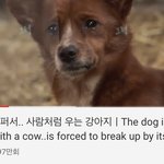 [댓글부탁해] 얘들아 ㄹㅇ 강아지도 이렇게 사람처럼 욺??