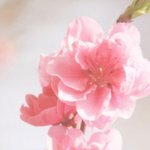 [댓글부탁해] 지금부터 복숭아꽃 후기 남길게