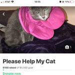 [이것좀봐줘] 미국에 있는 12살 고양이