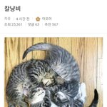 <b>칼</b>냥비 보고가