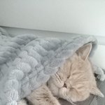 [댓글부탁해] 추추추가) 이거 학대라고 생각ㅎㅐ?