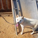 [강아지] <b>순딩</b>이 백구아이