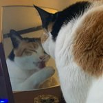 [댓글부탁해] 고양이 <b>귀척</b>하는거같다 추반 ㄱ