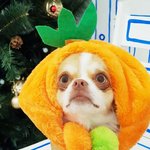 올만에 자랑하기(아침,햇살,단,유월)