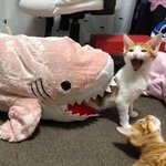 [댓글부탁해] 애드라 예비 합격 가능성좀 봐줘잉 ㅜㅜ
