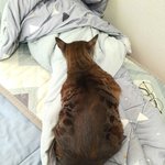 [드루와] <b>울집</b> 고양이 자고있어