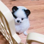 웃는강아지 <b>달리</b>2