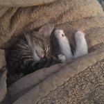 [조언부탁해] 학대글 쓴 쓰니인데