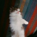 [고양이] <b>고영</b>님.. 왜 그렇게 주무시는건가오?...