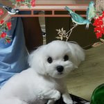 귀요미 <b>흰둥이</b> 보고 가세요