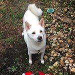 <b>산타</b> 인형이 최애인 강아지가 실제 <b>산타</b>를 만나면