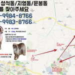 [강아지] 정말 감사합니다. 바니 찾았습니다!