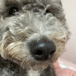아이폰 11 프로맥스 화질 봐봐