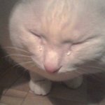 [드루와] 경희대 국제<b>캠</b>이나 외대 글로벌<b>캠</b> 말인데