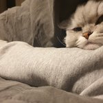 울집 냥이 사진 뿌린당 2탄 (졸림주의)