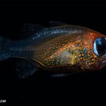 2019년 새롭게 발견된 <b>생물</b>들