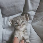 [고양이] 길냥이 <b>입양</b> 후 벌써 일년!