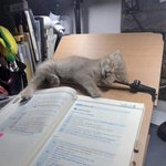 공부 <b>방해</b>하는거 봐