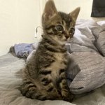 [고양이] 아기고양이 <b>몽이</b> 보고가세요