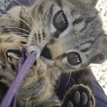 [고양이] 시골 사는 고양이❤️