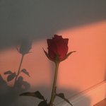 이런 <b>감성</b>짤? 줄 사람