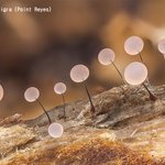 알고보면 이게 다 <b>버섯</b>임...