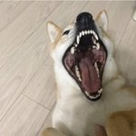 [모두드루와] 너네 <b>하품</b>할때 정말 이래?
