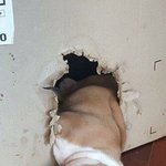 어리둥절 '개<b>차원</b>' 댕댕이!