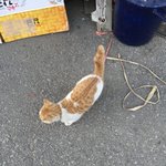 야 내가 아까 사실 고양이 풀어줬거든?