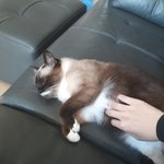 [댓글부탁해] <b>롯월</b> 줄설때 친구랑 할꺼 추천해줭