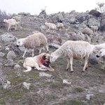 폴란드 작가가 찍은 <b>포식자</b>의 습격으로부터 목숨을 구해준 강아지에게...