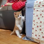 [고양이] 할머니집 고양이가 새끼를 낳았어요. 2