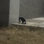 [드루와] 길냥이 .. <b>맘</b>이 너무 <b>안</b> 좋다 ㅠㅠㅠ