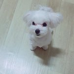 귀요미 흰둥이 보고 가세용 2번째
