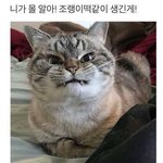 [댓글부탁해] 조랭이<b>떡</b>같은 ㄷㄷ