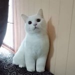 [댓글부탁해] 다들 <b>세수</b>하고 나면 이래?ㅠ