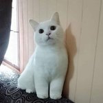 [댓글부탁해] 급식1